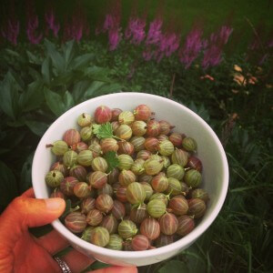 Fresh Gooseberries for my Gooseberry Cobbler